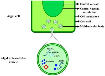 Algal Cells-Derived Extracellular Vesicles: A Review With Special Emphasis on Their Antimicrobial Effects